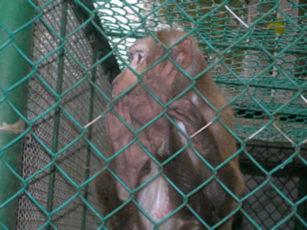黑龍江動(dòng)物園防護(hù)柵欄圖片1